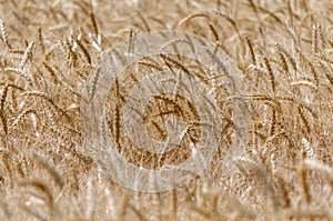 Wheat spikelets pattern on the field