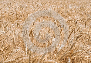 Wheat spikelets pattern on the field