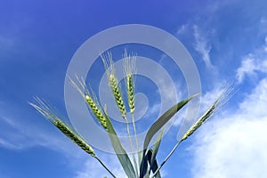 Wheat spikelets stretch you sky