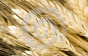 Wheat spikes