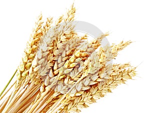 Wheat spikes