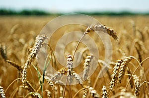 Wheat spikes