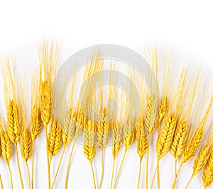 Wheat spikes