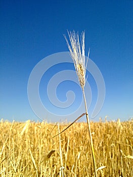 Wheat spikes.