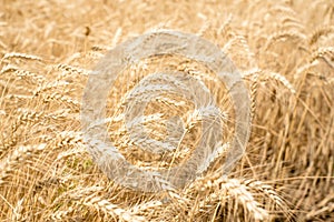 Wheat spikes in agrocultural field