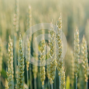 Wheat spikes close-up in the wheat field, agricultural field in the early summer, cereal crop cultivation and farming