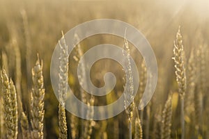 Wheat spikes close-up in the wheat field, agricultural field in the early summer, cereal crop cultivation and farming