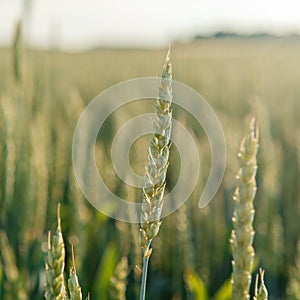 Wheat spikes close-up in the wheat field, agricultural field in the early summer, cereal crop cultivation and farming