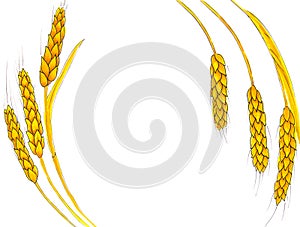 Wheat spikes with copy space isolated on white hand drawn illustration