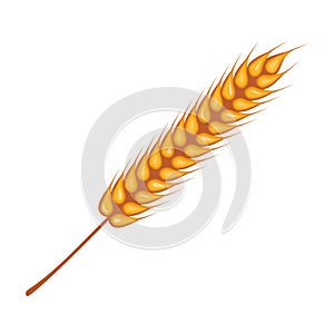 Wheat spikes decoration isolated icon