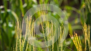 Wheat spikes and dew drops