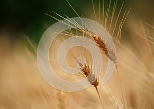 Wheat spikes in early summer