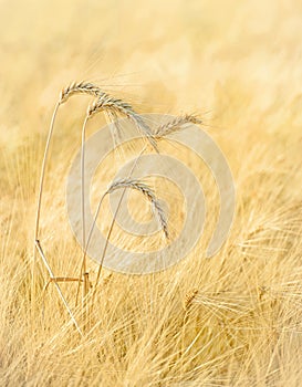 Wheat spikes in a field, selective focus