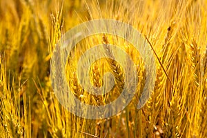 Wheat spikes in golden field with cereal