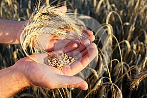 Wheat spikes and grain in the hands