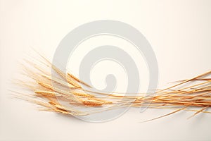 Wheat spikes isolated on white background