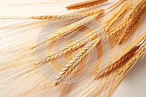 Wheat spikes isolated on white background