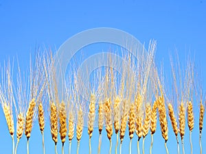 Wheat spikes in a raw