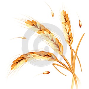 Wheat spikes realism photo