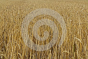 Wheat spikes waiting for crop on field