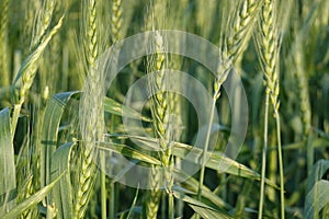 Wheat spikes in wheat fields