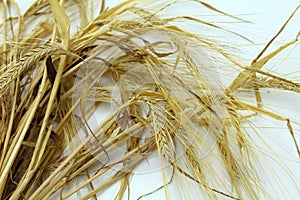 Wheat spikes on a white background