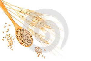 wheat spikes with wooden spoon nd wheat isolated on a white background. top view