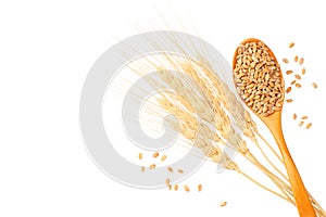 wheat spikes with wooden spoon and wheat isolated on a white background. top view