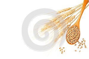 wheat spikes with wooden spoon and wheat isolated on a white background. top view