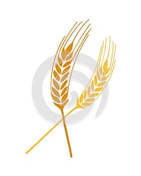 Wheat springs vector