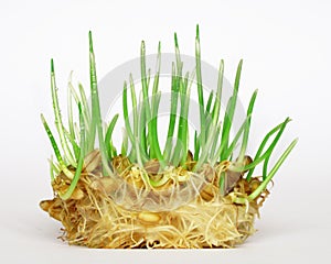 Wheat sprouting