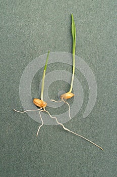 Wheat sprouting with roots and plant shoot