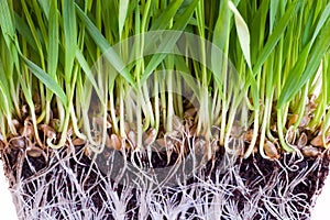 Wheat sprouts