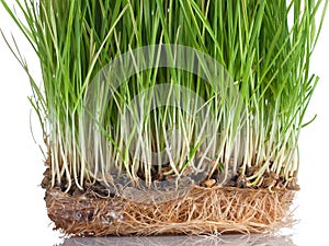 Wheat sprouts close-up,  isolated on white