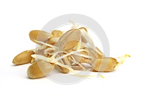 Wheat sprouts