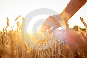 Wheat sprouts in a farmer`s hand.Farmer Walking Through Field Checking Wheat Crop