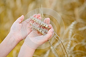 Wheat sprouts in a farmer`s hand.Farmer Walking Through Field Checking Wheat Crop