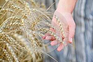 Wheat sprouts in a farmer`s hand.Farmer Walking Through Field Checking Wheat Crop