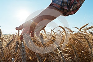 Wheat sprouts in a farmer`s hand.Farmer Walking Through Field Checking Wheat Crop