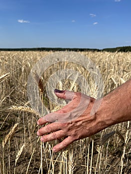 Wheat sprouts in a farmer& x27;s hand.Farmer Walking Through Field Checking Wheat Crop