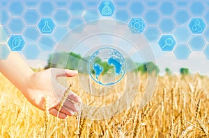 Wheat sprouts in a farmer`s hand. wheat culture and blue sky closeup. a golden field. beautiful view. symbol of harvest