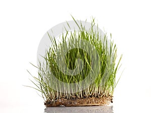 Wheat sprouts isolated on white