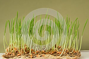 Wheat sprouts on linen mat on white wooden background