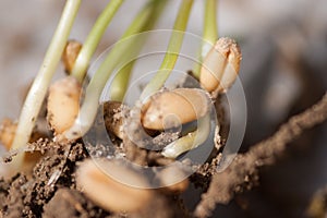 Wheat sprouts