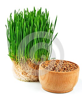 Wheat sprouts and wheat seeds in the wooden bowl