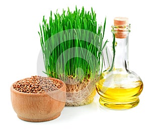 Wheat sprouts, wheat seeds in the wooden bowl and wheat germ oil