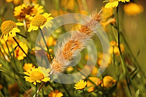 Wheat stalk in a field of flowers