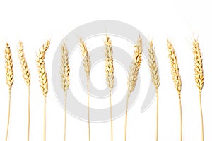 Wheat stalk in an isolated view photo