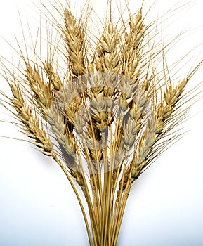 Wheat stalks