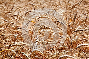 Wheat stalks, close-up